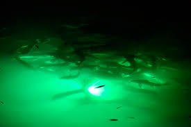 Underwater Fish Light Installation 